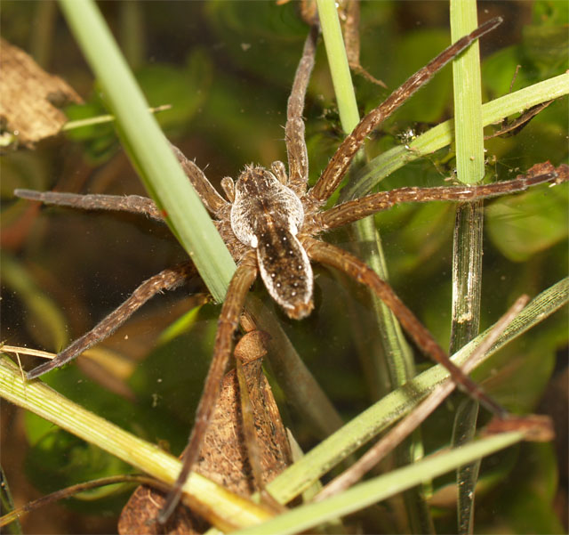 Dolomedes plantarius